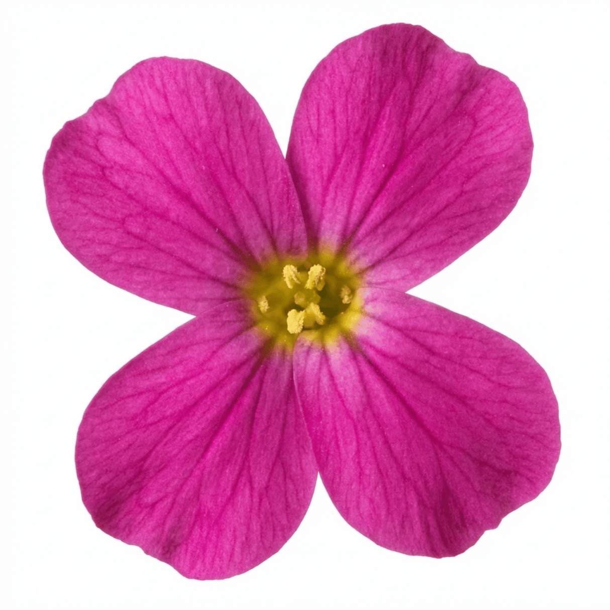 1 Arabis Aubrieta Deep Rose Plant, Hardy Evergreen Alpine Perennial, 2 Litre Root Ball - Frankton's