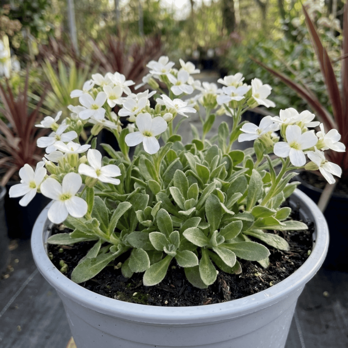 1 Arabis Aubris White Rockcress Plant, Hardy Alpine Perennial Ground Cover, 2L Root Ball - Frankton's