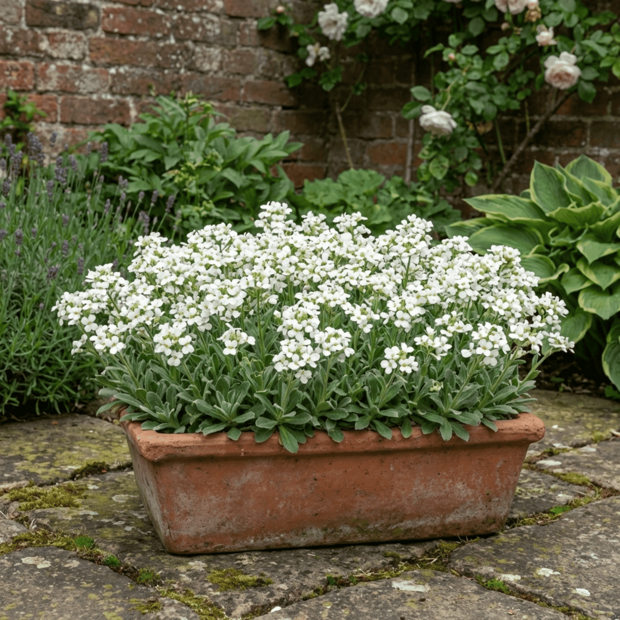 1 Arabis Aubris White Rockcress Plant, Hardy Alpine Perennial Ground Cover, 2L Root Ball - Frankton's