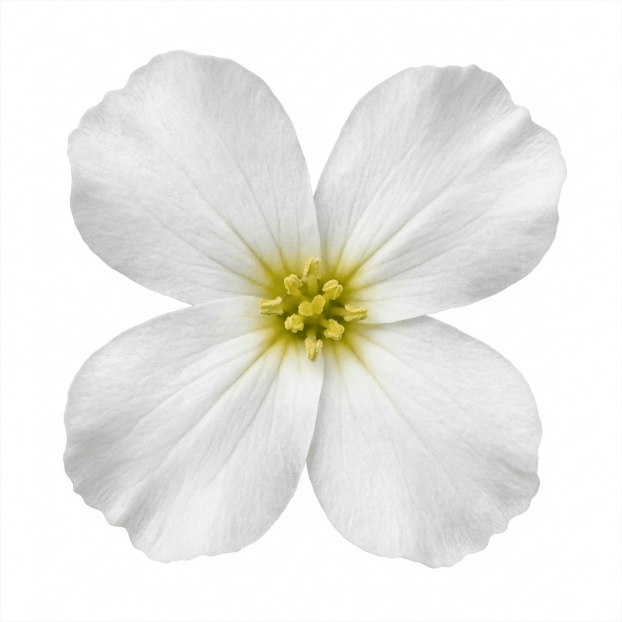 1 Arabis Aubris White Rockcress Plant, Hardy Alpine Perennial Ground Cover, 2L Root Ball - Frankton's