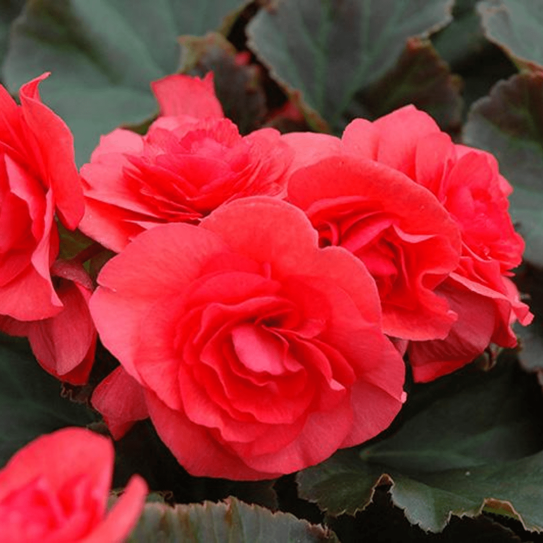 1 Begonia Solenia Dark Pink Flowering Plant, Summer Garden Ready, 17cm Root Ball - Frankton's