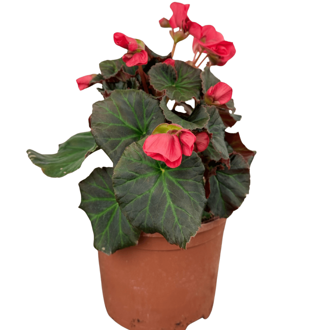 1 Begonia Solenia Dark Pink Flowering Plant, Summer Garden Ready, 17cm Root Ball - Frankton's