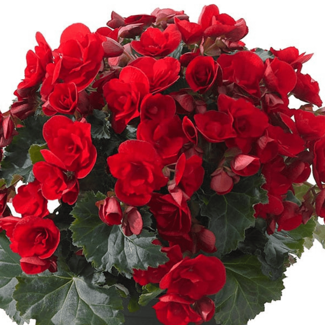 1 Begonia Vermillion Red Upright Live Plant, Summer Bedding Garden Ready, 2Ltr Root Ball - Frankton's