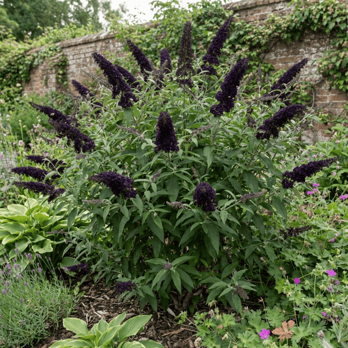 1 Buddleia Black Knight Plant, Purple Butterfly Bush, Hardy Outdoor Garden Shrub, 2L Root-Ball - Frankton's