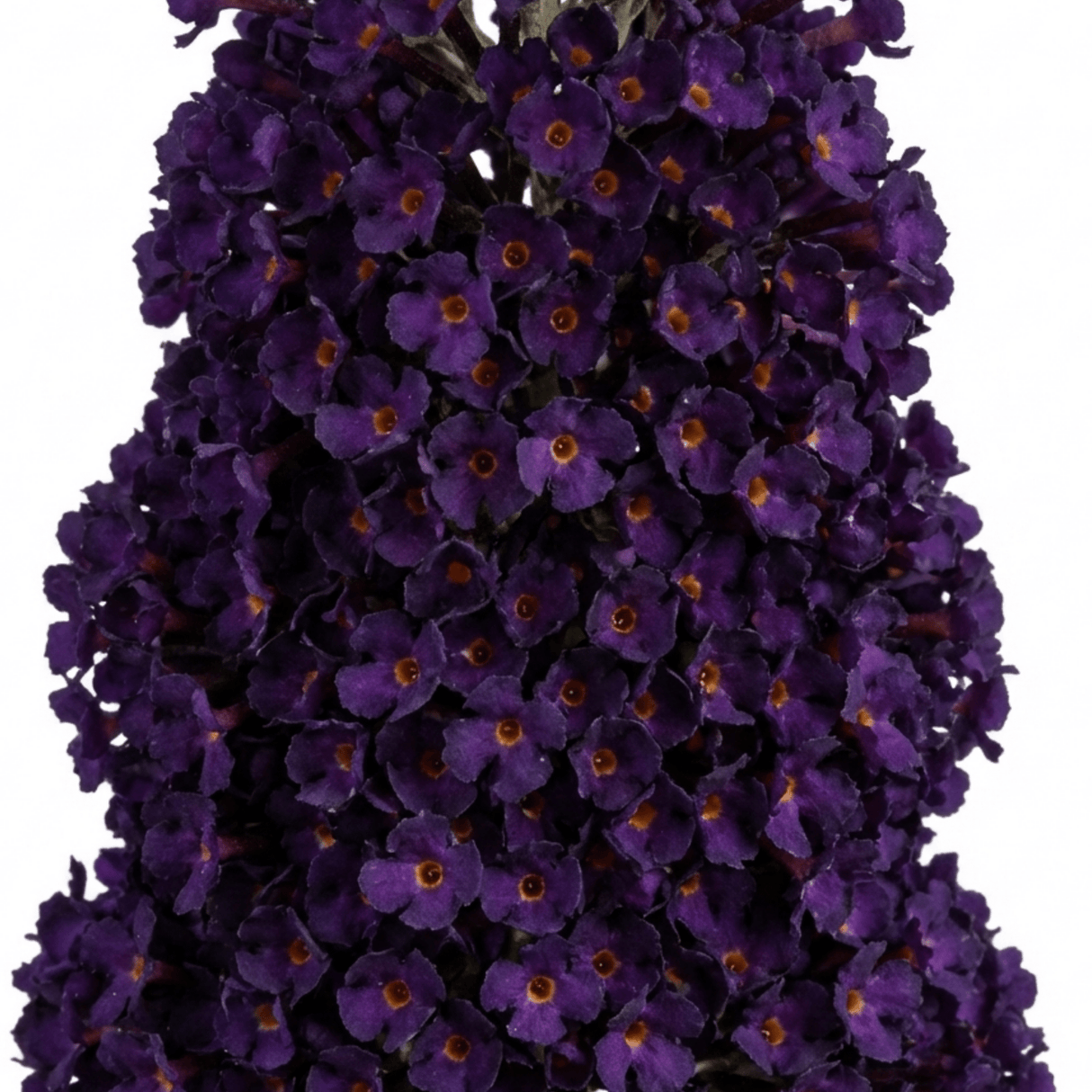 1 Buddleia Black Knight Plant, Purple Butterfly Bush, Hardy Outdoor Garden Shrub, 2L Root-Ball - Frankton's