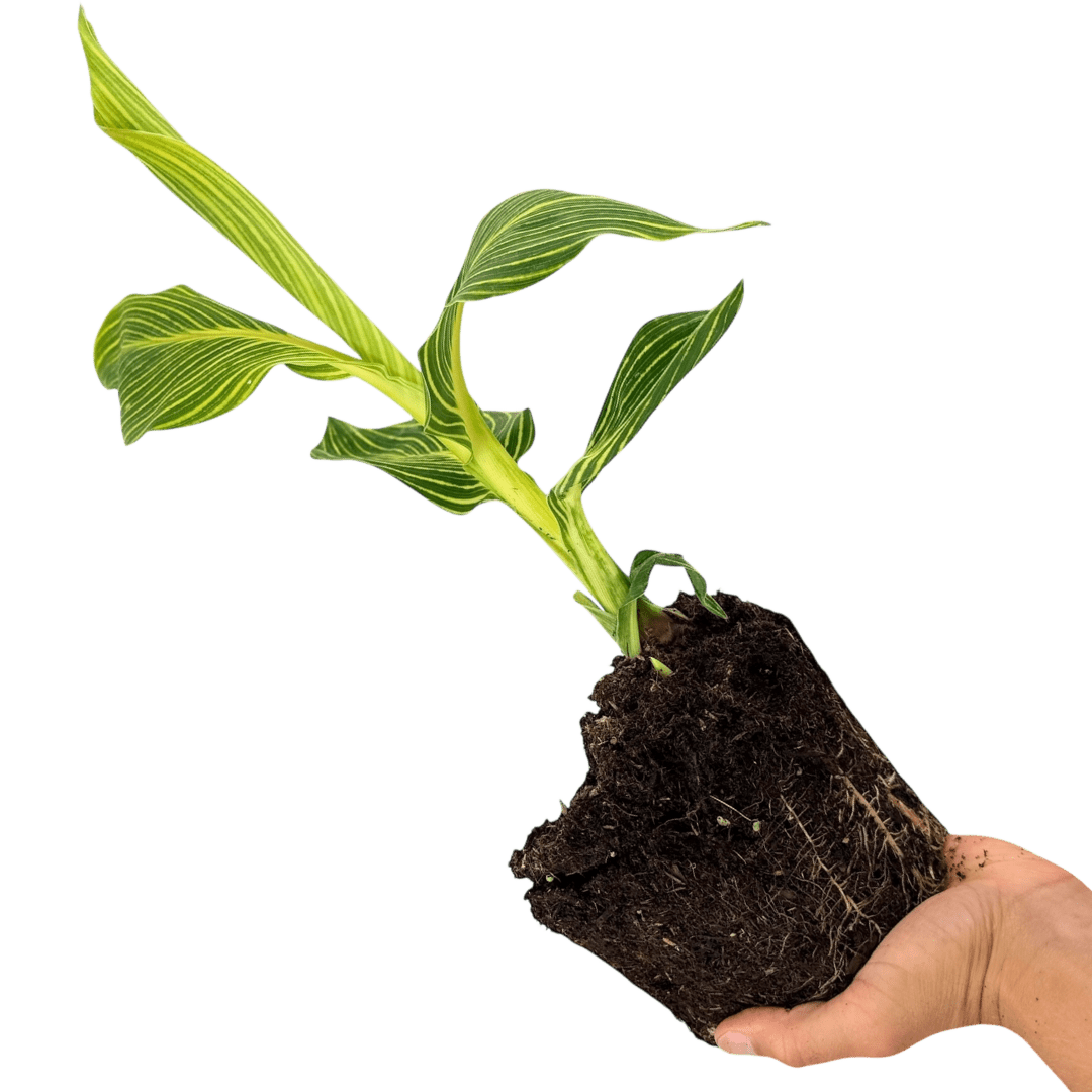 1 Canna Tropicanna Gold Plant, Hardy Tropical Perennial, Outdoor Garden Ready, 3 Litre Root Ball - Frankton's