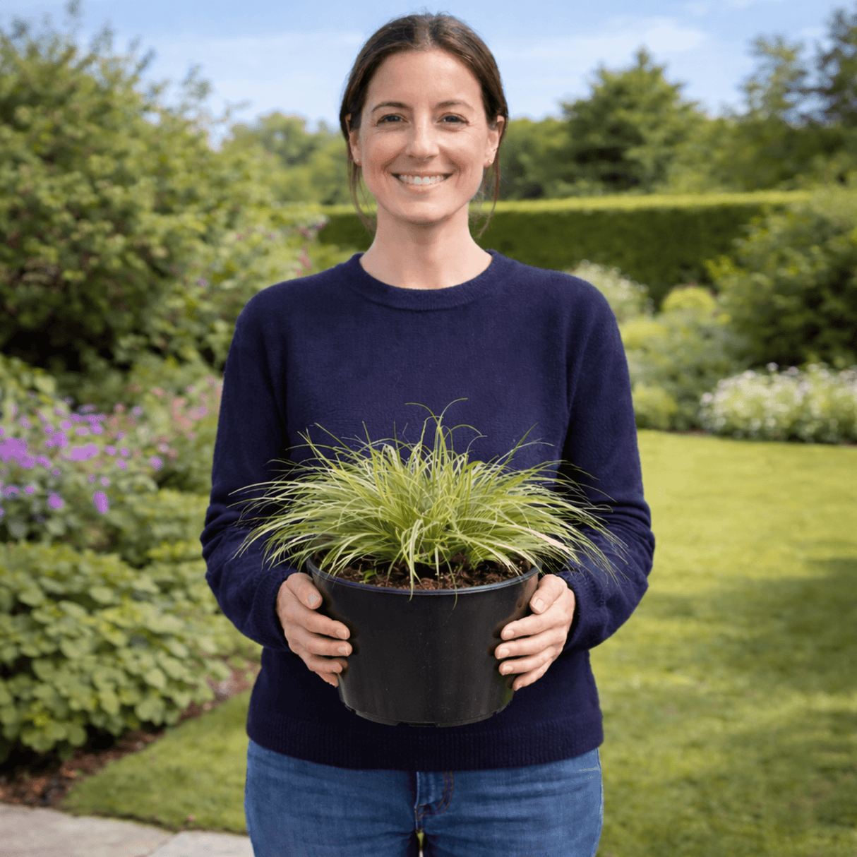 1 Carex Evercream Ornamental Grass Plant, Evergreen Hardy Perennial Sedge, 2 Litre Root Ball - Frankton's