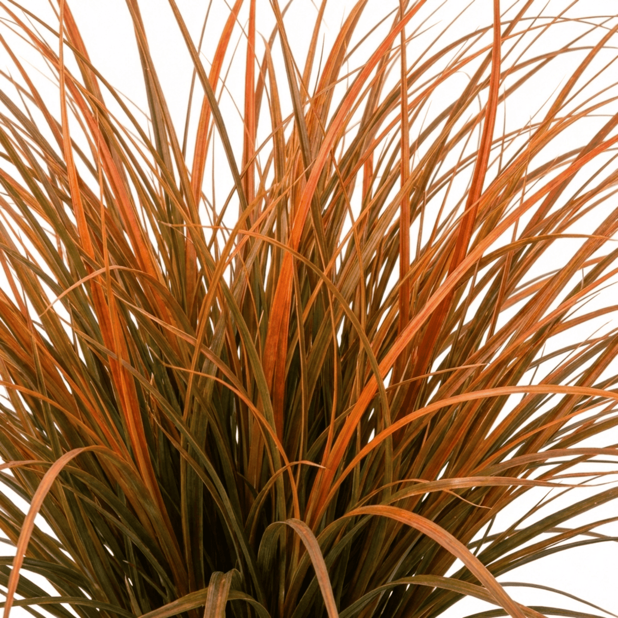 1 Carex Prairie Fire Evergreen Ornamental Grass, Hardy Perennial Garden Plant, 2 Litre Root Ball - Frankton's