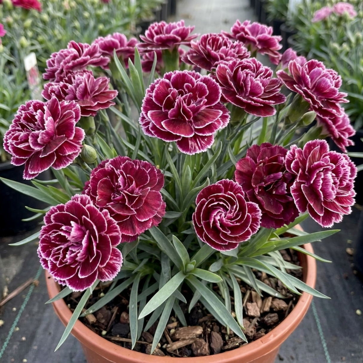 1 Carnation Capitan Colon Dianthus Plant, Summer Flowering Hardy Perennial, 2 Litre Root Ball - Frankton's