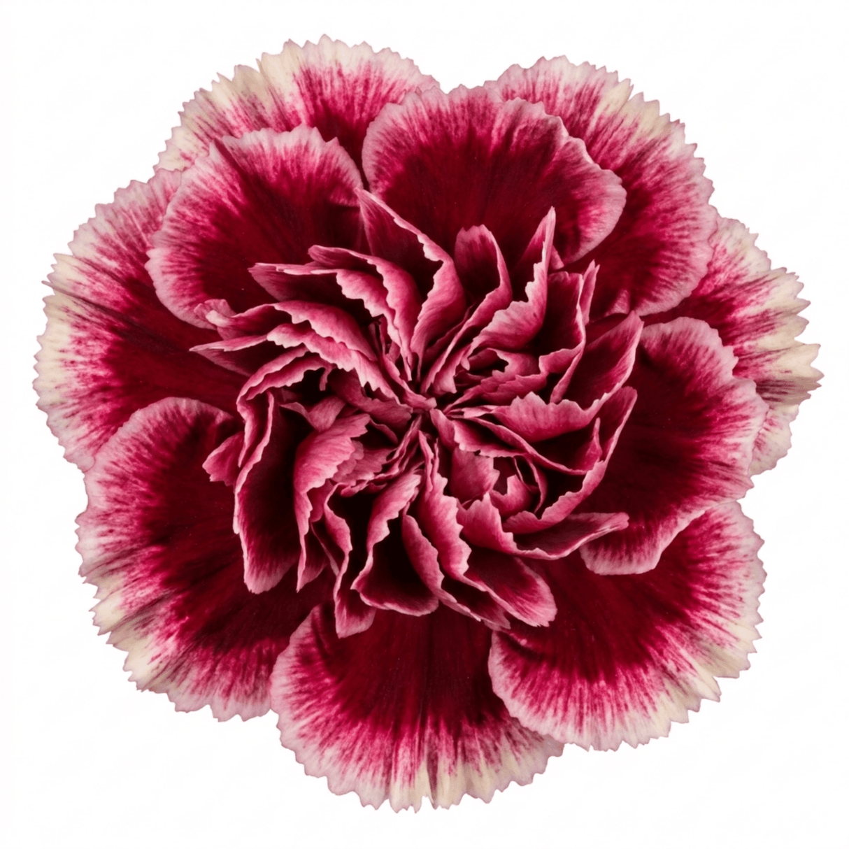 1 Carnation Capitan Colon Dianthus Plant, Summer Flowering Hardy Perennial, 2 Litre Root Ball - Frankton's
