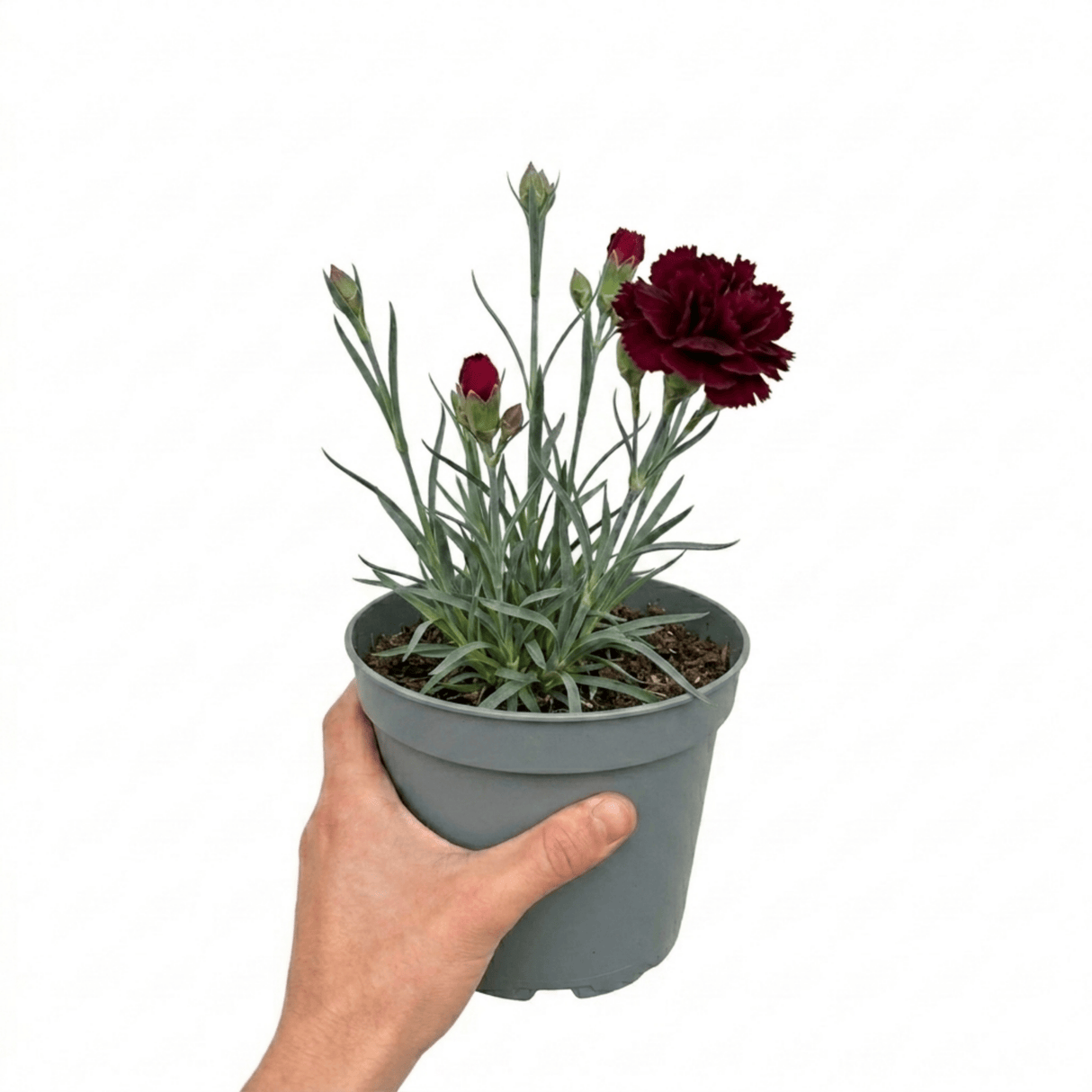 1 Carnation Capitan Colon Dianthus Plant, Summer Flowering Hardy Perennial, 2 Litre Root Ball - Frankton's