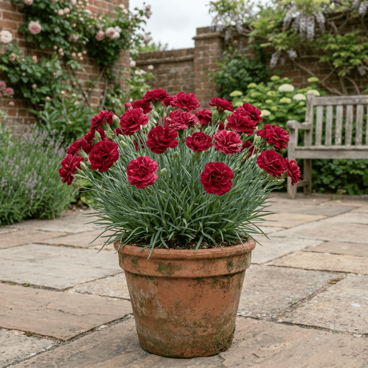 1 Carnation Capitan Cook Dianthus Plant, Fragrant Summer Flowering Hardy Perennial, 2Ltr Root Ball - Frankton's