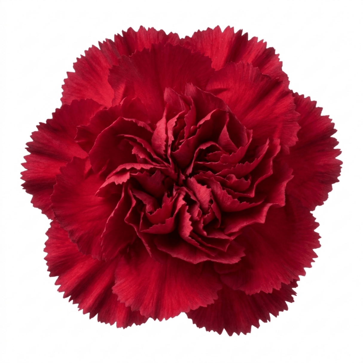 1 Carnation Capitan Diaz Dianthus Plant, Outdoor Hardy Summer Flowering Garden Perennial, 2Ltr Root-Ball - Frankton's