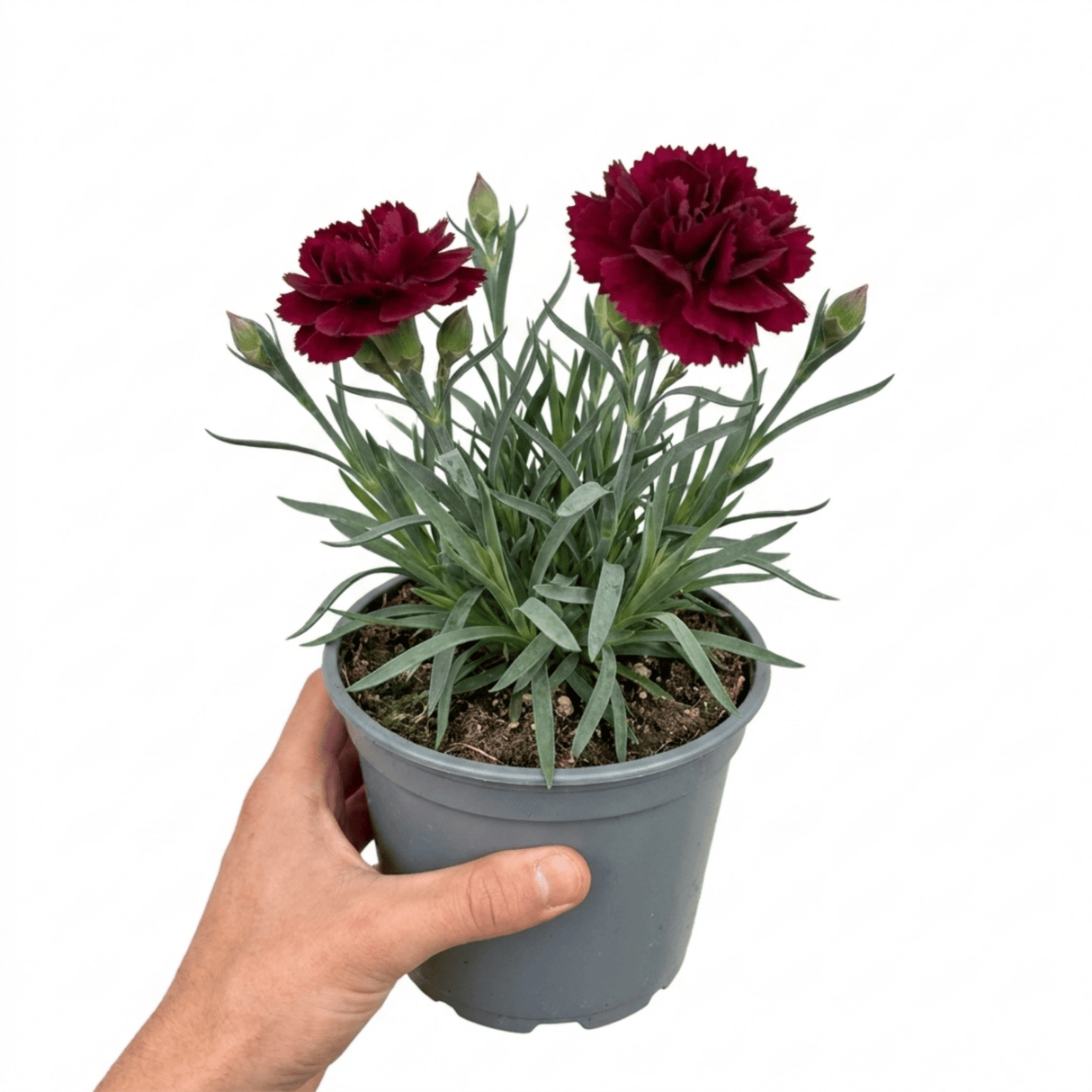 1 Carnation Capitan Diaz Dianthus Plant, Outdoor Hardy Summer Flowering Garden Perennial, 2Ltr Root-Ball - Frankton's