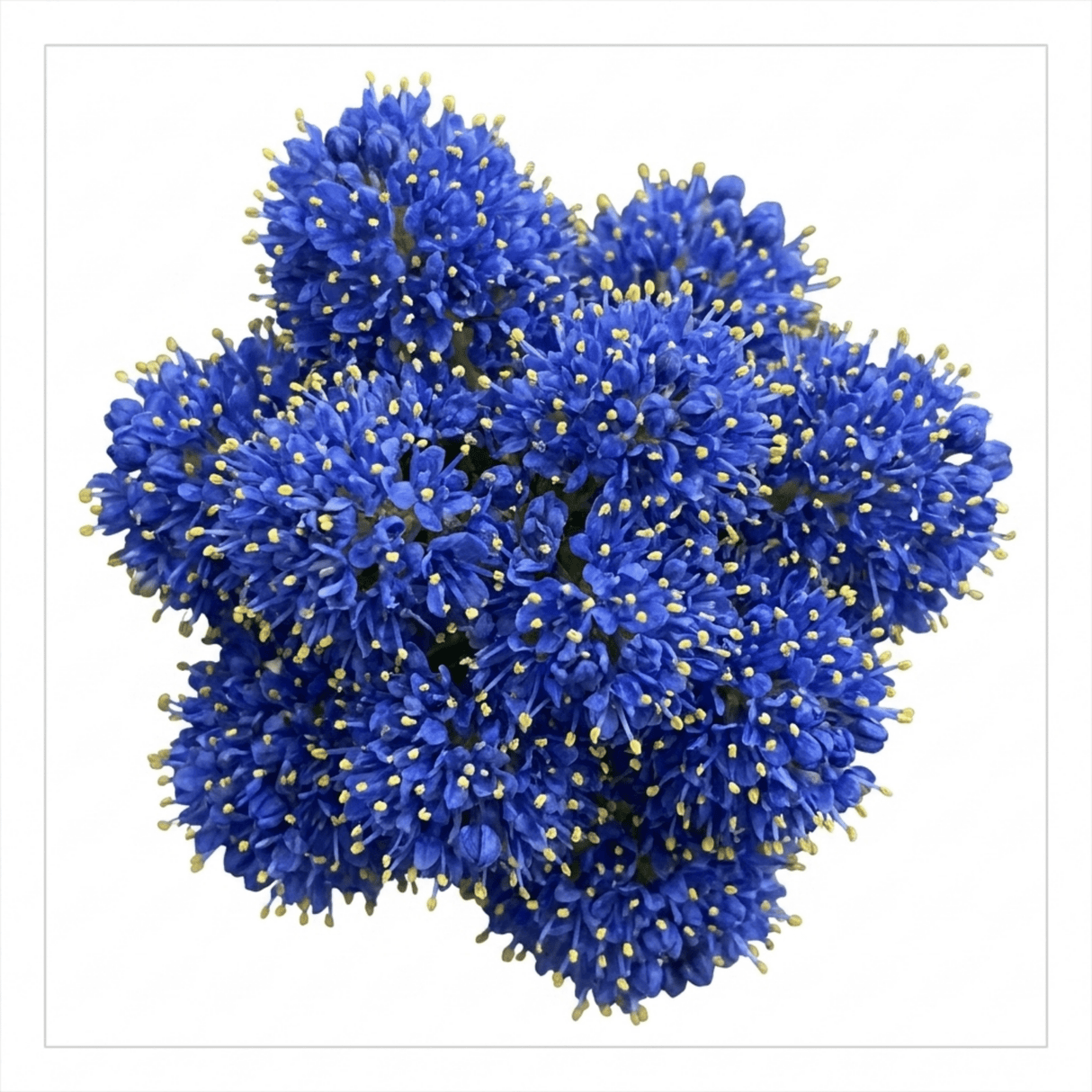 1 Ceanothus Concha, 7.5 Litre Californian Lilac, Blue Flowering Evergreen Shrub, Root-Ball - Frankton's