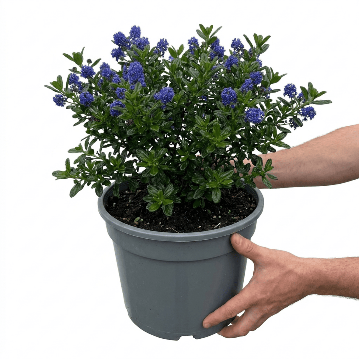 1 Ceanothus Concha, 7.5 Litre Californian Lilac, Blue Flowering Evergreen Shrub, Root-Ball - Frankton's