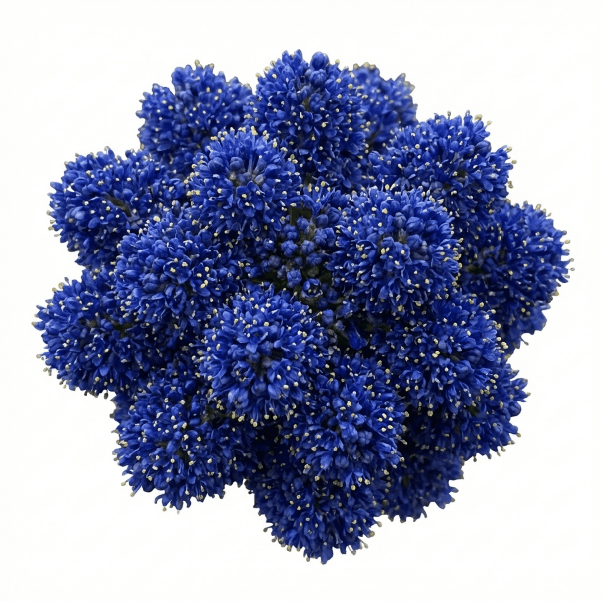 1 Ceanothus Concha Plant, Hardy Evergreen Blue Flowering Shrub, California Lilac, 3 Litre Root-Ball - Frankton's