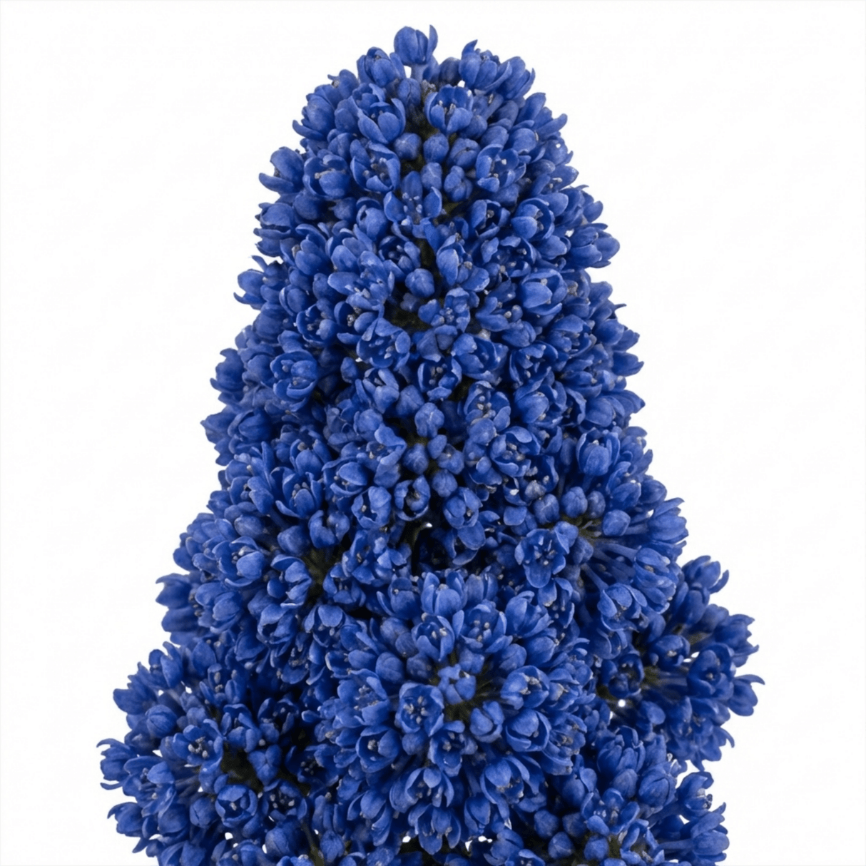 1 Ceanothus Puget Blue Plant | California Lilac Hardy Evergreen Blue Flowering Shrub, 3L Root-Ball - Frankton's