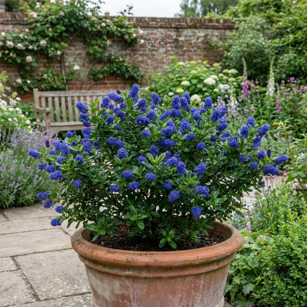1 Ceanothus Puget Blue Plant | California Lilac Hardy Evergreen Blue Flowering Shrub, 3L Root-Ball - Frankton's