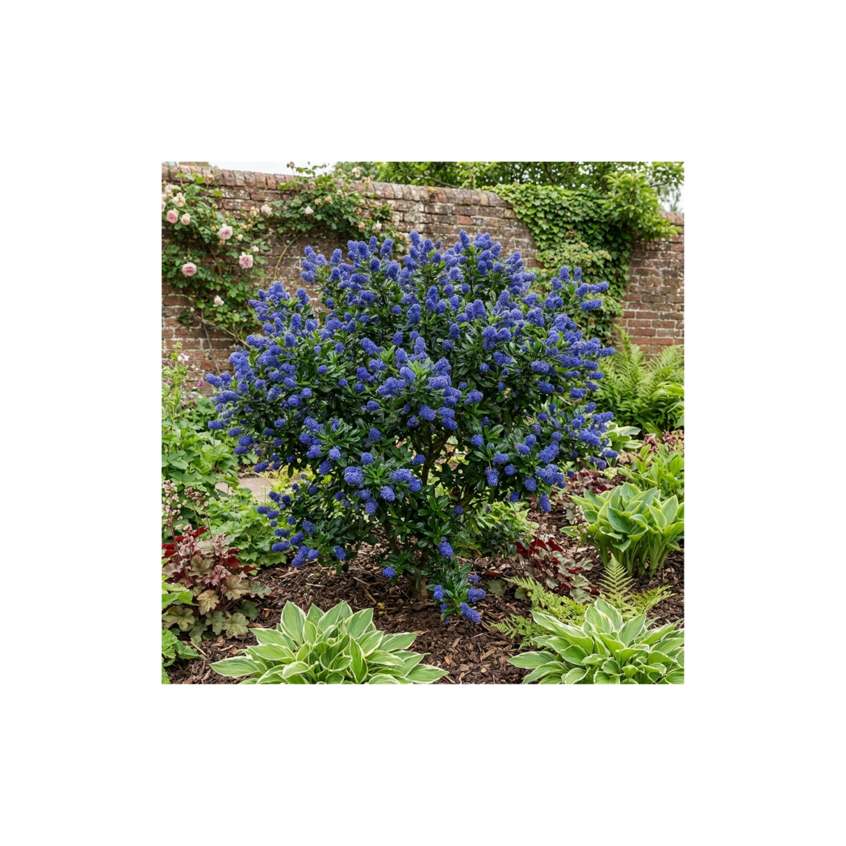 1 Ceanothus Victoria Plant, Hardy Evergreen Blue Flowering Shrub, Outdoor Garden Ready, 3 Litre Root-Ball - Frankton's