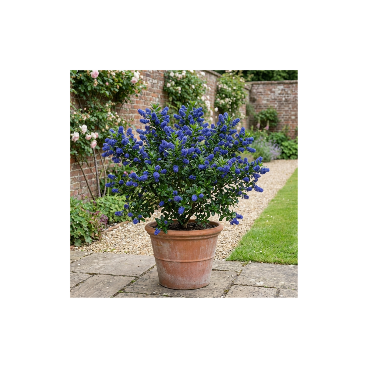 1 Ceanothus Victoria Plant, Hardy Evergreen Blue Flowering Shrub, Outdoor Garden Ready, 3 Litre Root-Ball - Frankton's