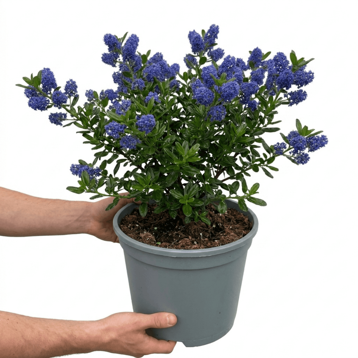 1 Ceanothus Yankee Point, 7.5 Litre Root Ball, Evergreen Californian Lilac, Blue Flowering Shrub - Frankton's