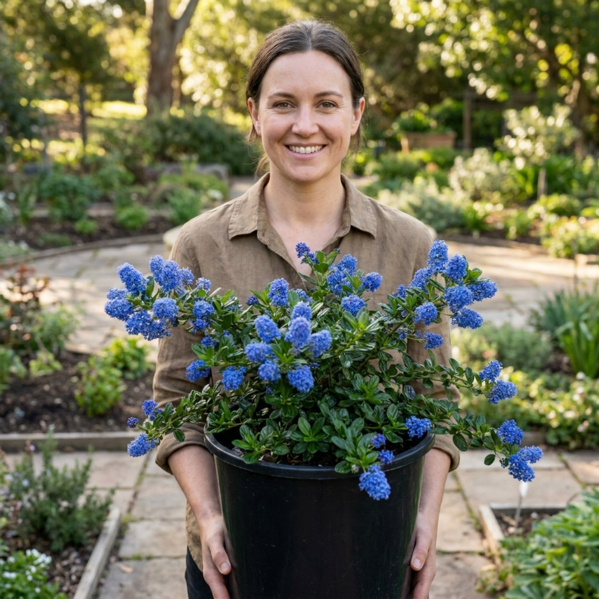 1 Ceanothus Yankee Point, 7.5 Litre Root Ball, Evergreen Californian Lilac, Blue Flowering Shrub - Frankton's