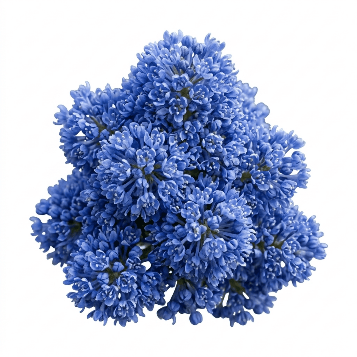 1 Ceanothus Yankee Point, 7.5 Litre Root Ball, Evergreen Californian Lilac, Blue Flowering Shrub - Frankton's