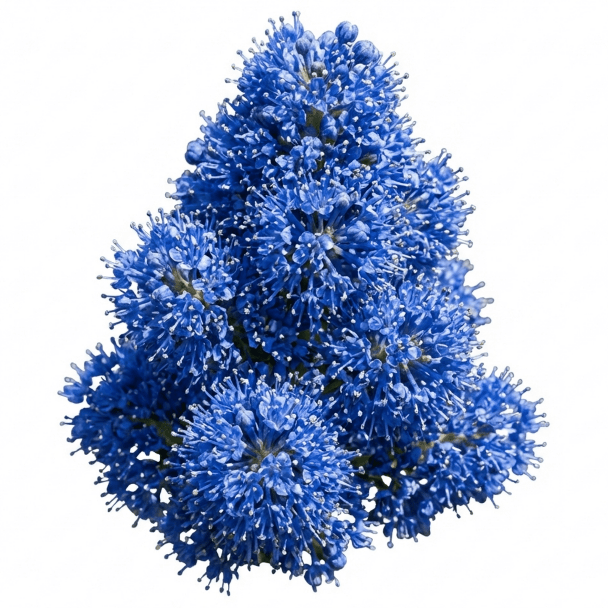 1 Ceanothus Yankee Point California Lilac Plant, Blue Flowering Evergreen Shrub, 3L Root-Ball - Frankton's