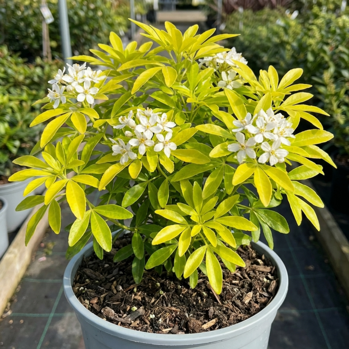 1 Choisya Aztec Gold Plant, Hardy Evergreen Mexican Orange Blossom Shrub, 3 Litre Root Ball - Frankton's