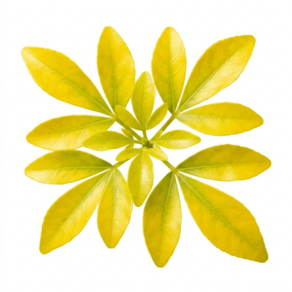 1 Choysia Sundance Plant, Hardy Evergreen Mexican Orange Blossom, 7.5 Litre Root Ball - Frankton's