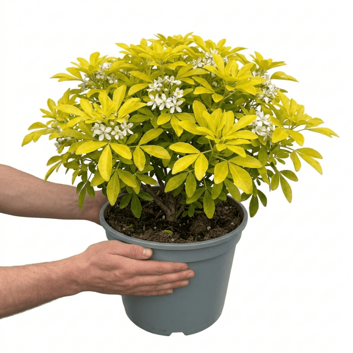 1 Choysia Sundance Plant, Hardy Evergreen Mexican Orange Blossom, 7.5 Litre Root Ball - Frankton's