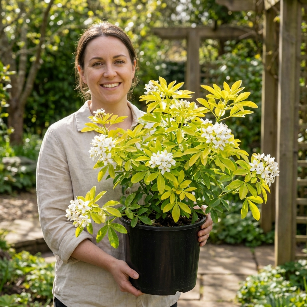 1 Choysia Sundance Plant, Hardy Evergreen Mexican Orange Blossom, 7.5 Litre Root Ball - Frankton's