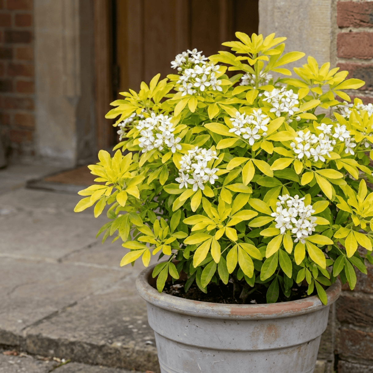 1 Choysia Sundance Plant, Hardy Evergreen Mexican Orange Blossom, 7.5 Litre Root Ball - Frankton's