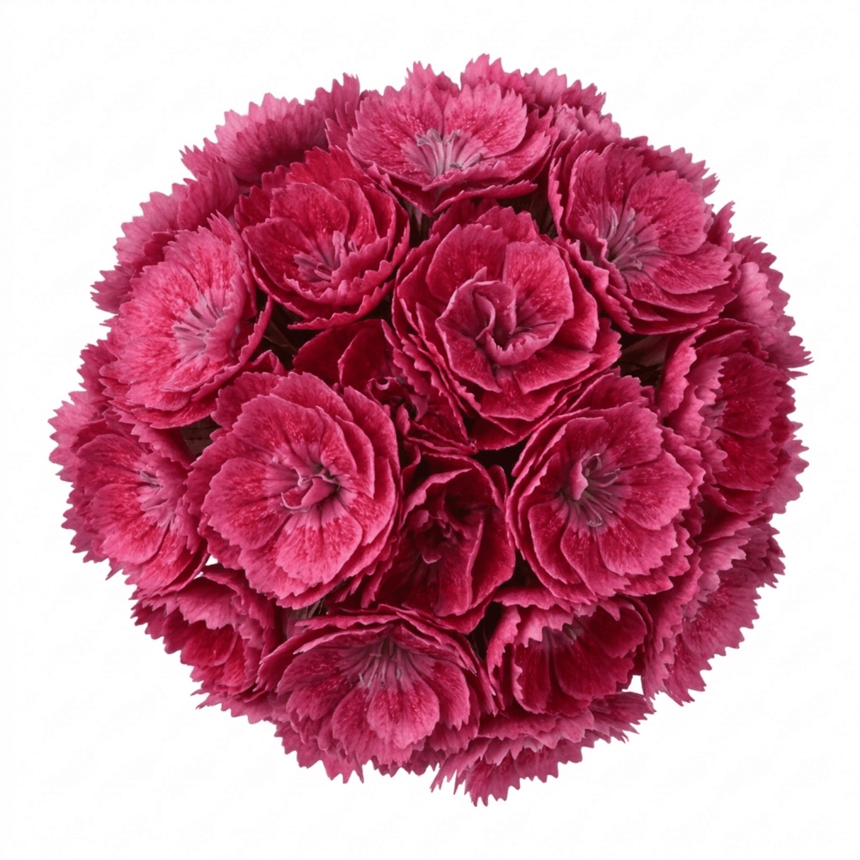 1 Cocktail Pink Dianthus Cosmopolitan Plant, Hardy Summer Perennial, Outdoor Garden Ready, 5 Litre Root Ball - Frankton's