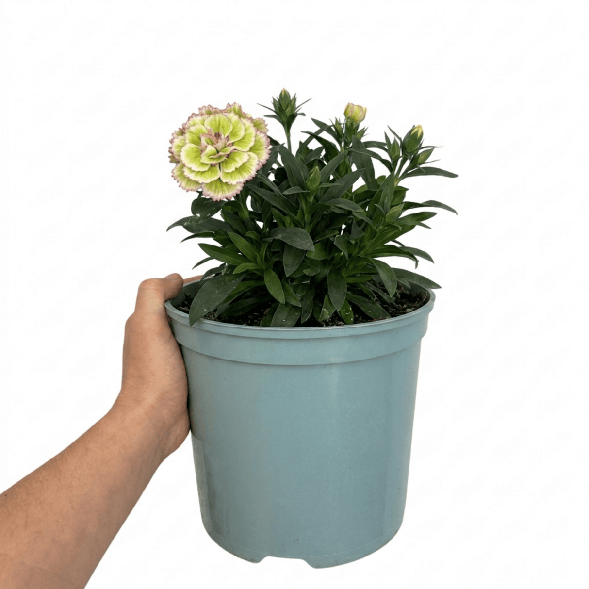 1 Cocktail Pink Dianthus Mojito Plant, Hardy Fragrant Summer Garden Perennial, 5 Litre Root Ball - Frankton's