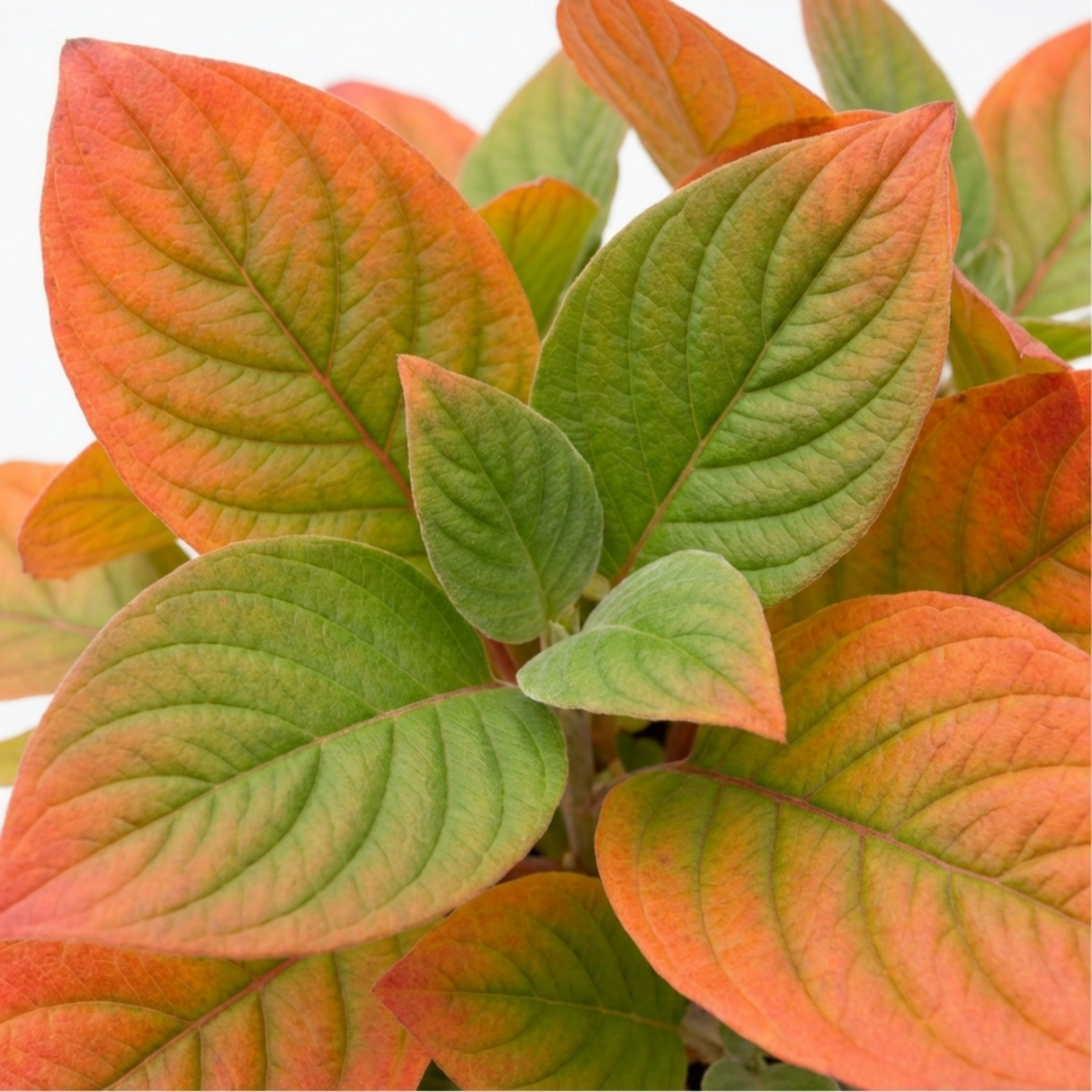 1 Cornus Anny's Winter Orange Plant, Hardy Dogwood Shrub for Winter Interest, 3 Litre Root Ball - Frankton's