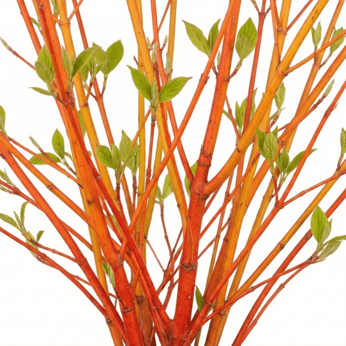 1 Cornus Midwinter Fire Shrub, Red Stem Dogwood Plant for Winter Interest, 3 Litre Root Ball - Frankton's