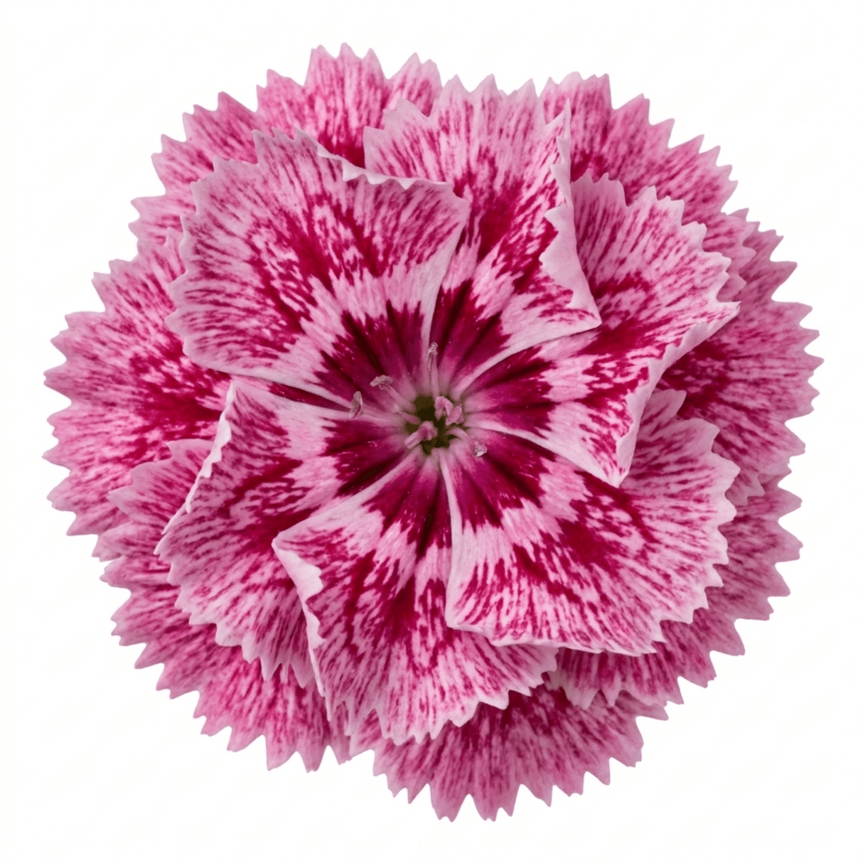 1 Cottage Pink Dianthus Raspberry Sundae, Fragrant Hardy Perennial Plant, 5 Litre Root Ball - Frankton's