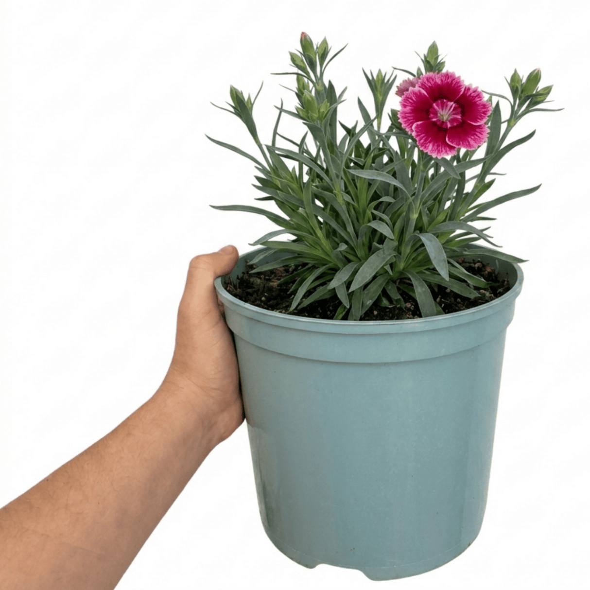 1 Cottage Pink Dianthus Raspberry Sundae, Fragrant Hardy Perennial Plant, 5 Litre Root Ball - Frankton's