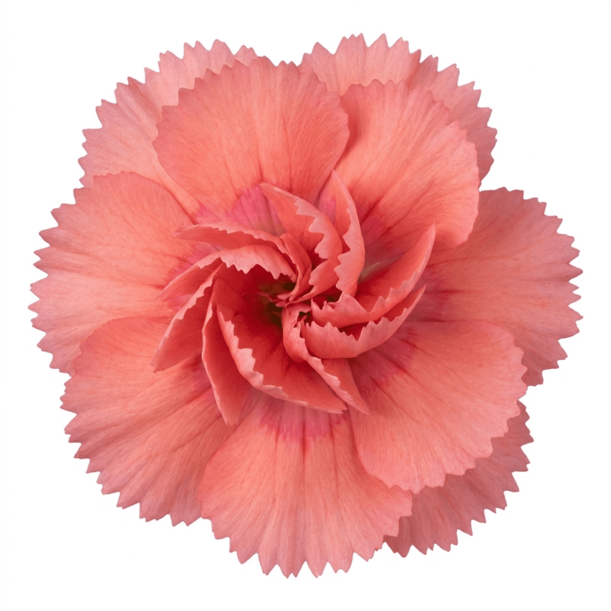 1 Cottage Pink Dianthus Sugar Coral, Hardy Fragrant Perennial, Garden Ready, 5 Litre Root-Ball - Frankton's