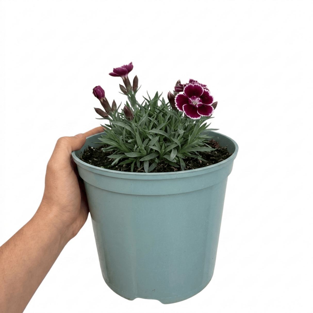 1 Cottage Pink Dianthus Sugar Plum Plant, Fragrant Hardy Perennial, Summer Flowering, 5L Root Ball - Frankton's