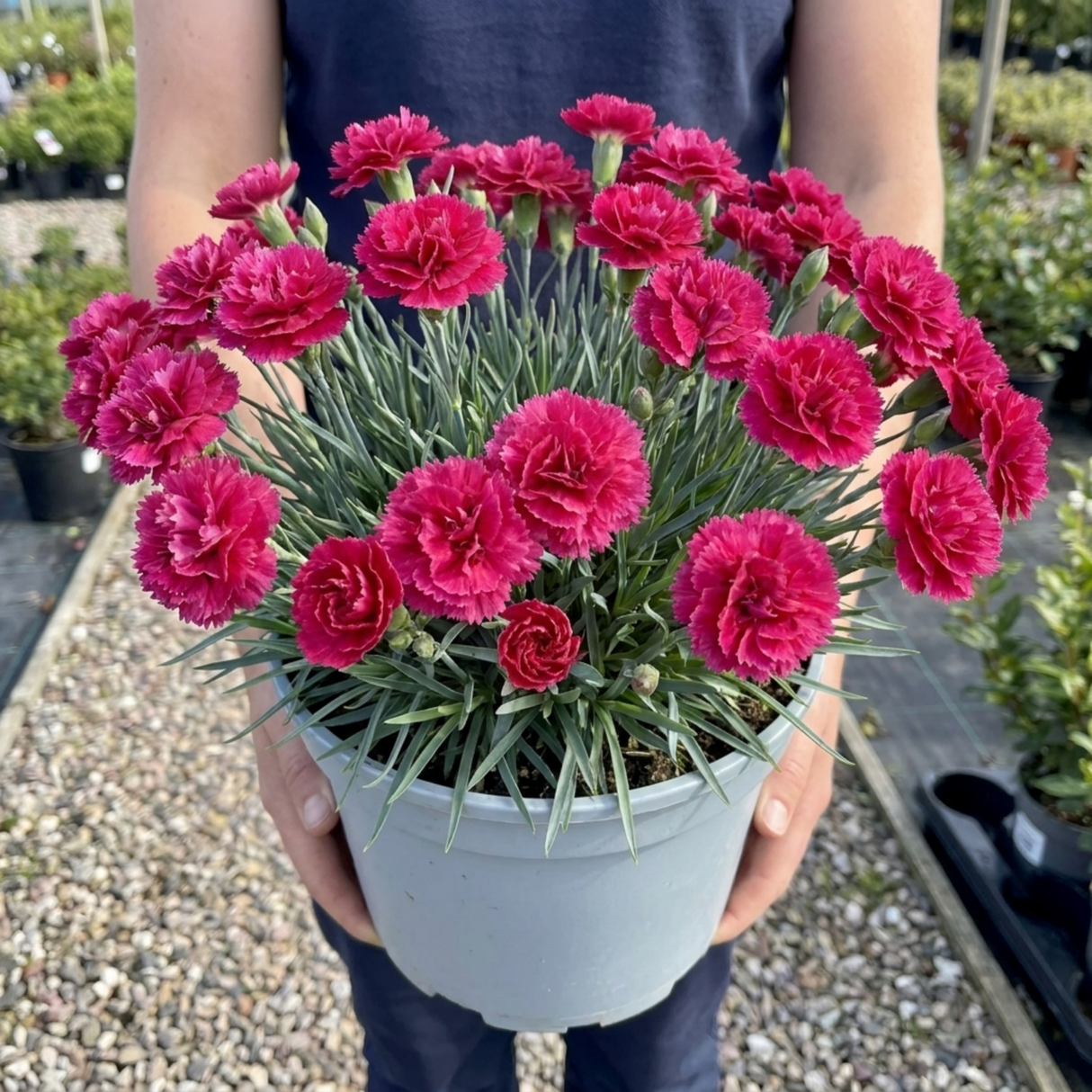 1 Cottage Pink Dianthus Sugar Raspberry, Hardy Summer Flowering Perennial, Garden Ready, 5L Root Ball - Frankton's