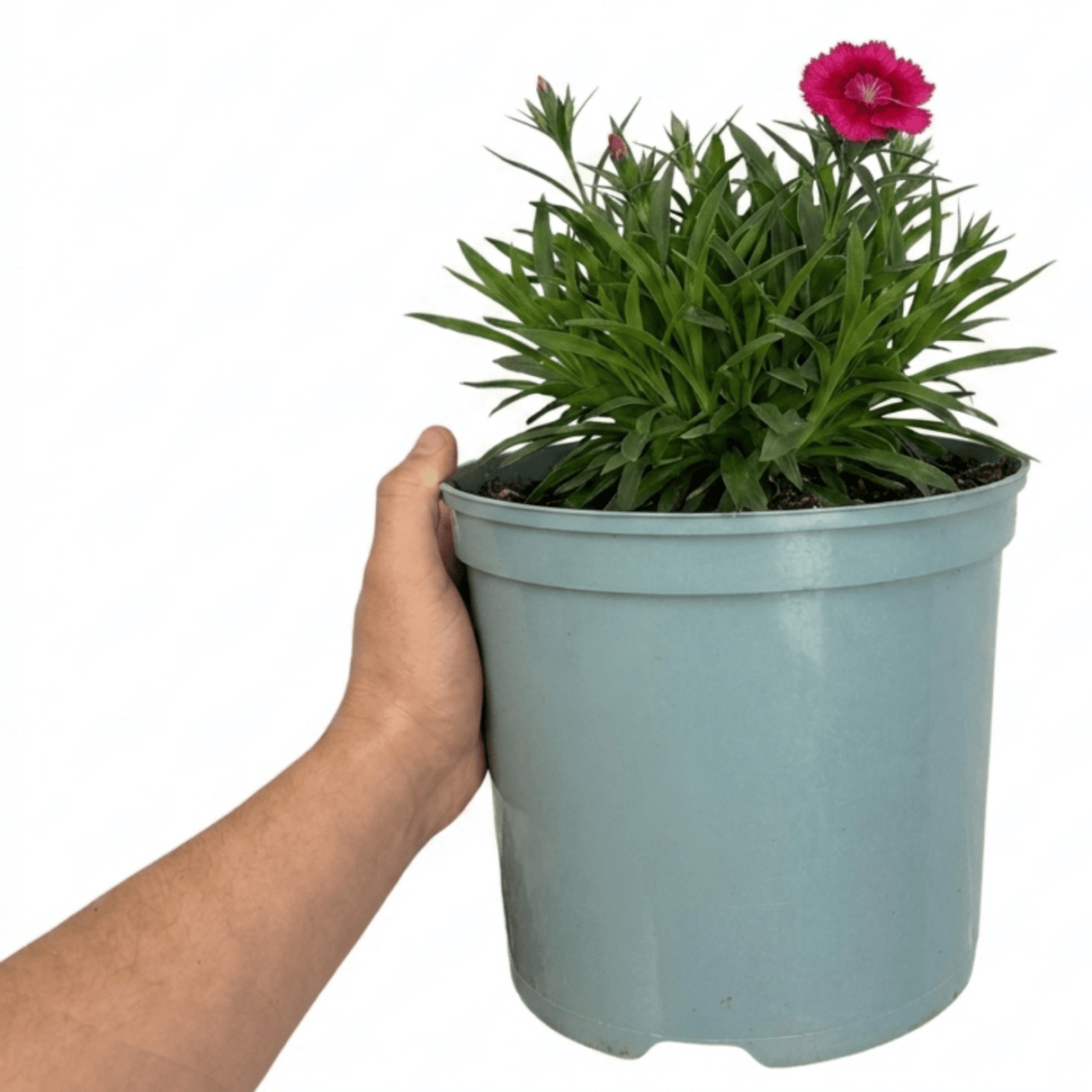 1 Cottage Pink Dianthus Sugar Raspberry, Hardy Summer Flowering Perennial, Garden Ready, 5L Root Ball - Frankton's