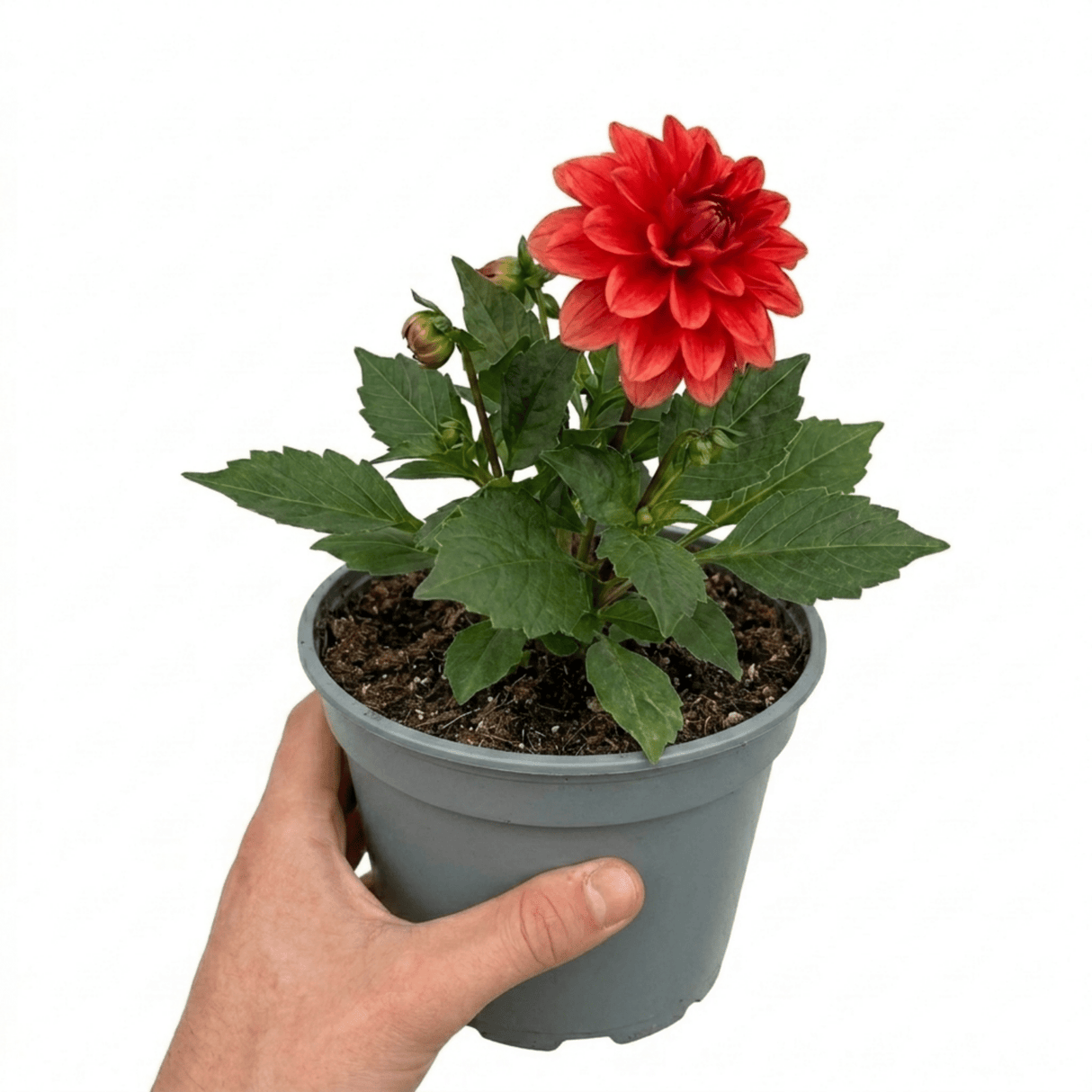 1 Dahlia Fun Pomegranate Live Plant, Outdoor Summer Flowering Garden Ready, 3 Litre Root-Ball - Frankton's