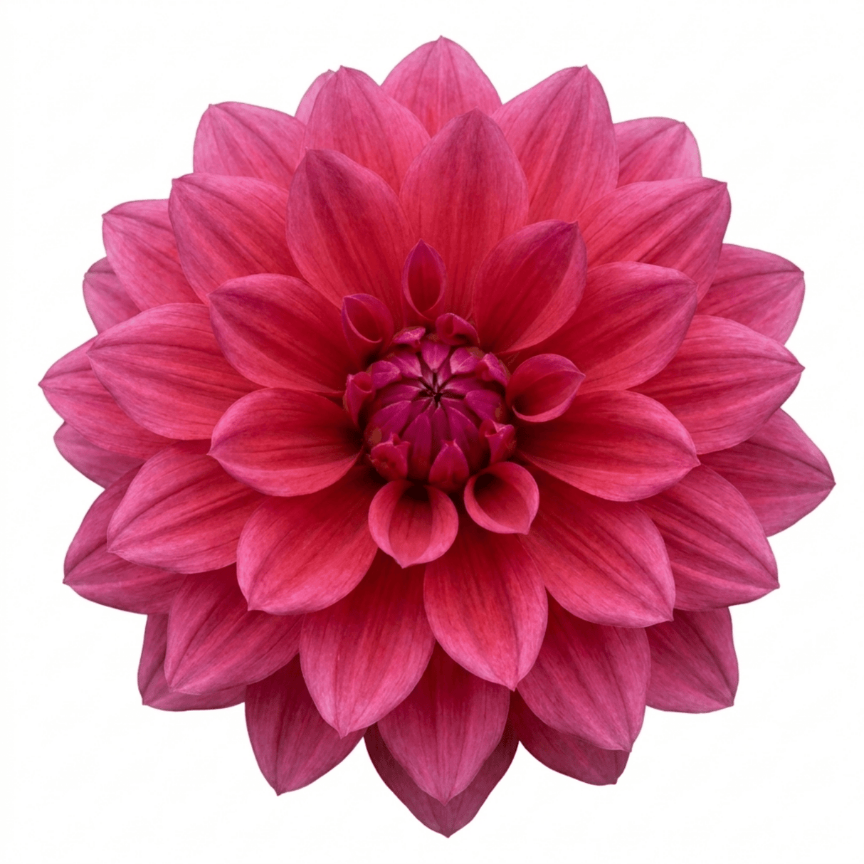 1 Dahlia Maggiore Deep Rose Live Plant, Summer Flowering Garden Ready, 3 Litre Root Ball - Frankton's