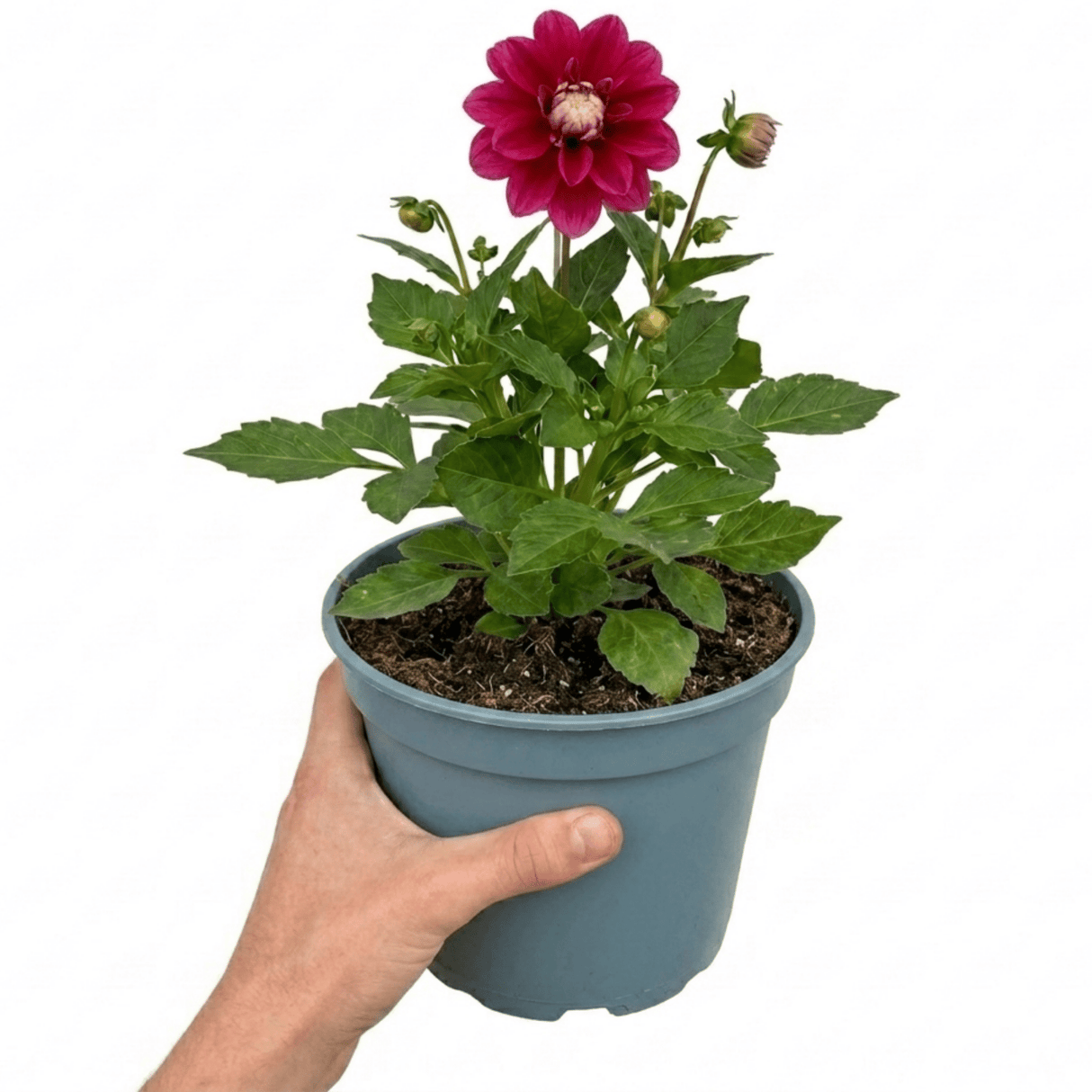 1 Dahlia Maggiore Deep Rose Live Plant, Summer Flowering Garden Ready, 3 Litre Root Ball - Frankton's