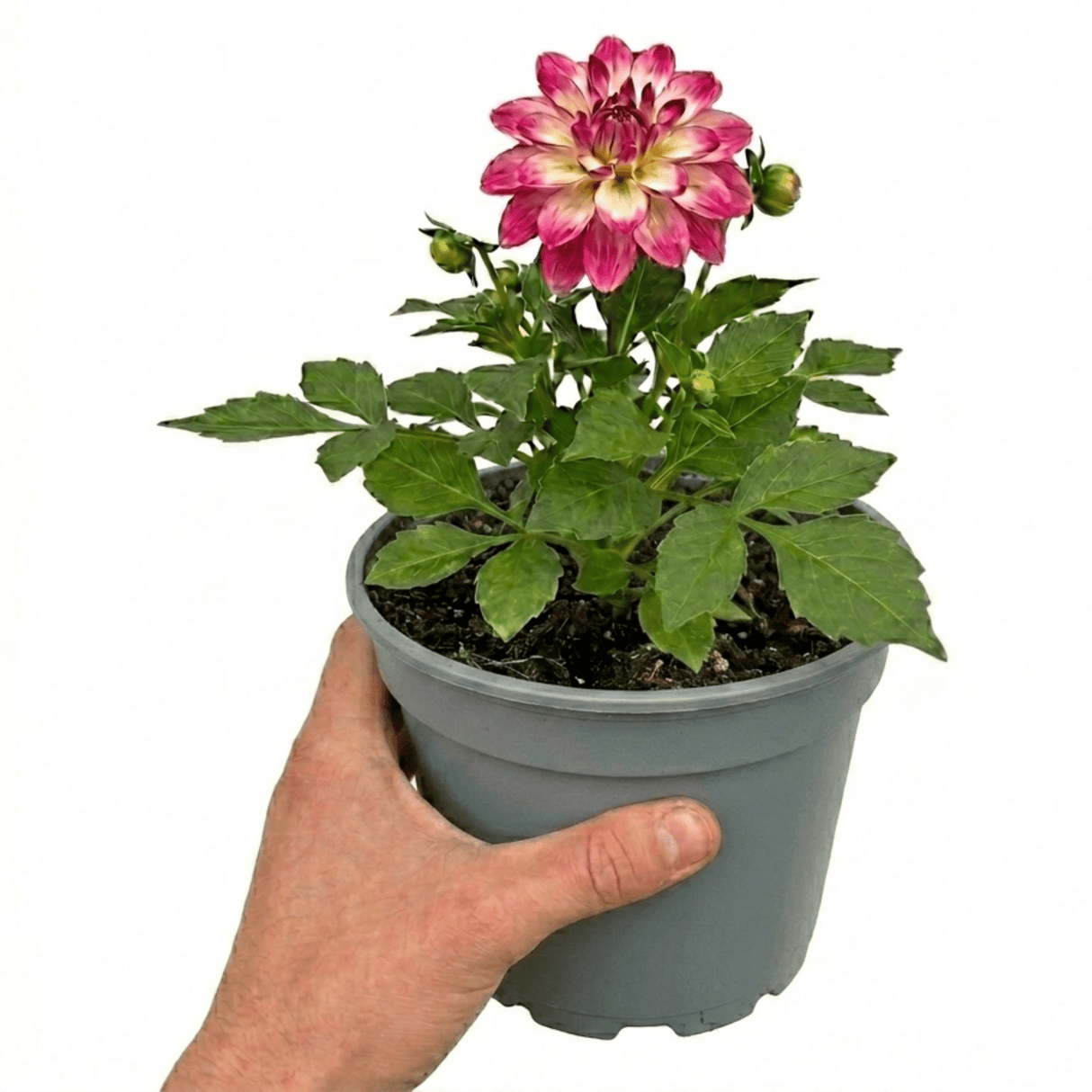 1 Dahlia Maggiore Fun Rose Bicolour Plant, Pink Summer Flowering, Outdoor Garden Ready, 3 Litre Root Ball - Frankton's