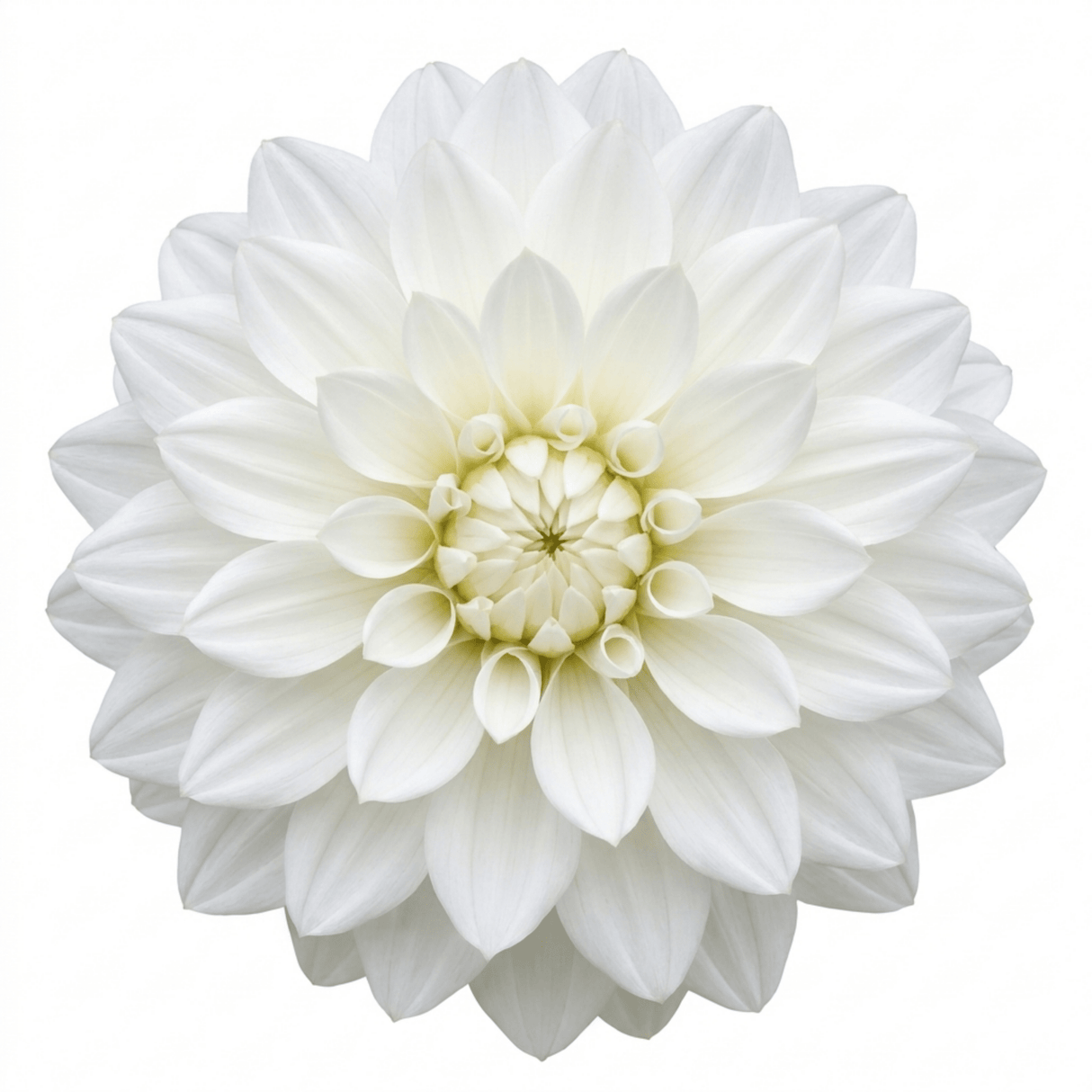 1 Dahlia Maggiore White Live Plant, Summer Flowering Outdoor Garden Ready, 3 Litre Root Ball - Frankton's