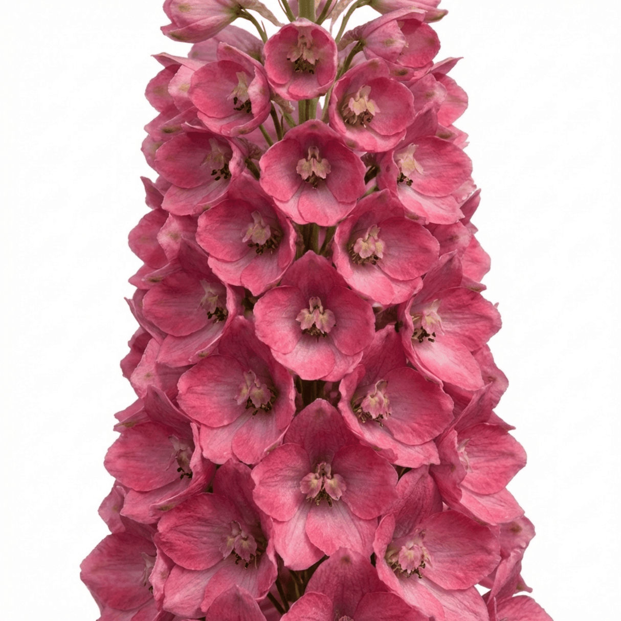 1 Delphinium Pixie Rose Rocket Hardy Perennial Plant, Cottage Garden Summer Flowering, 19cm Root-Ball - Frankton's